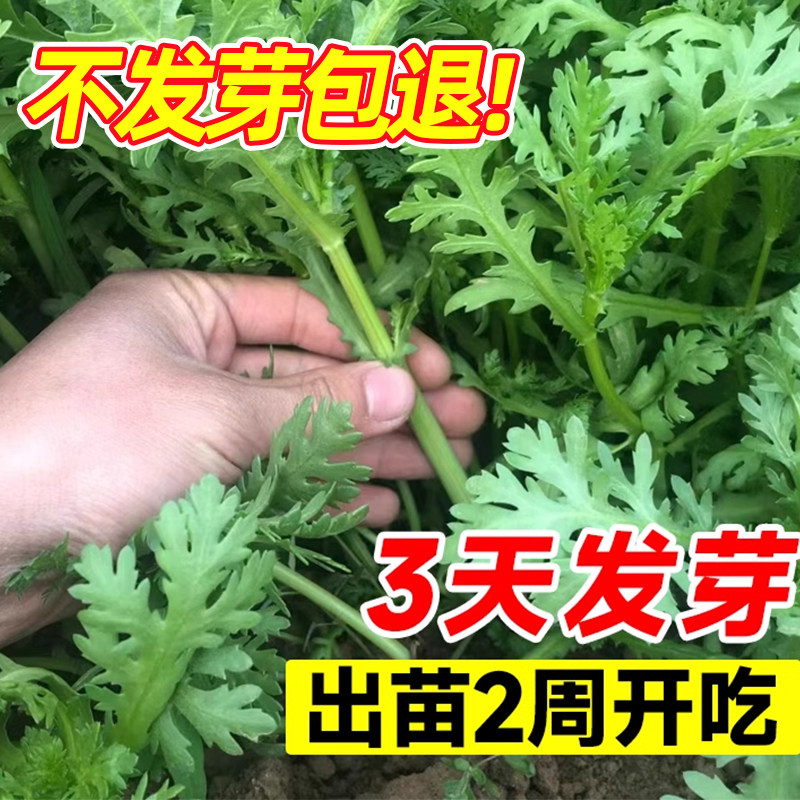 四季茼蒿菜籽大全皇帝菜大叶茼蒿种子茼蒿菜苗葱种香菜蔬菜种孑,淘宝优惠券,粉丝福利购,淘宝优惠卷