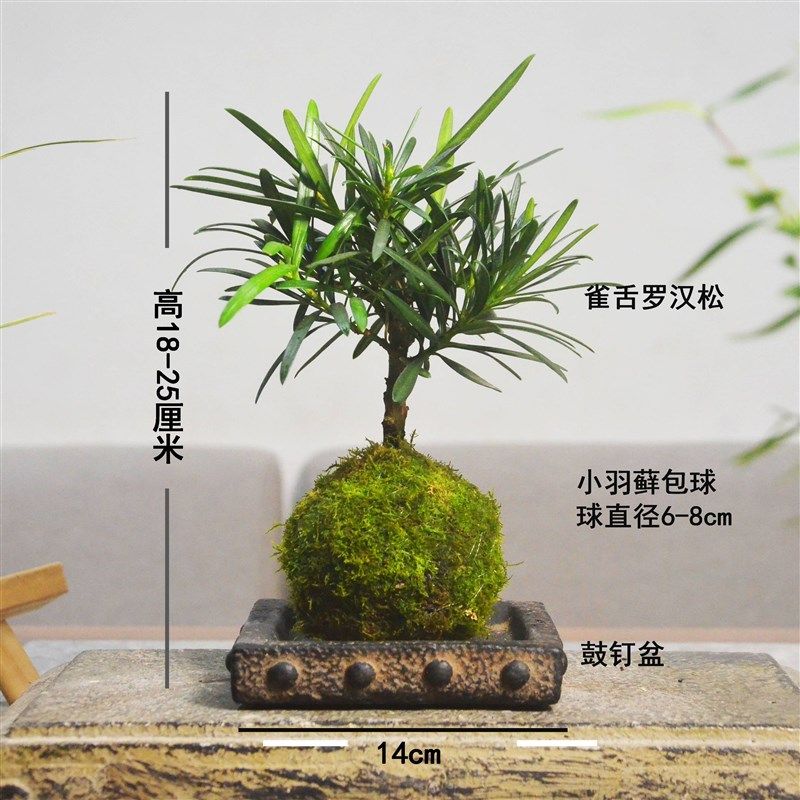 小叶雀舌老桩罗汉松苔玉苔藓球茶桌室内素雅水培易养盆景盆栽绿植,淘宝优惠券,粉丝福利购,淘宝优惠卷