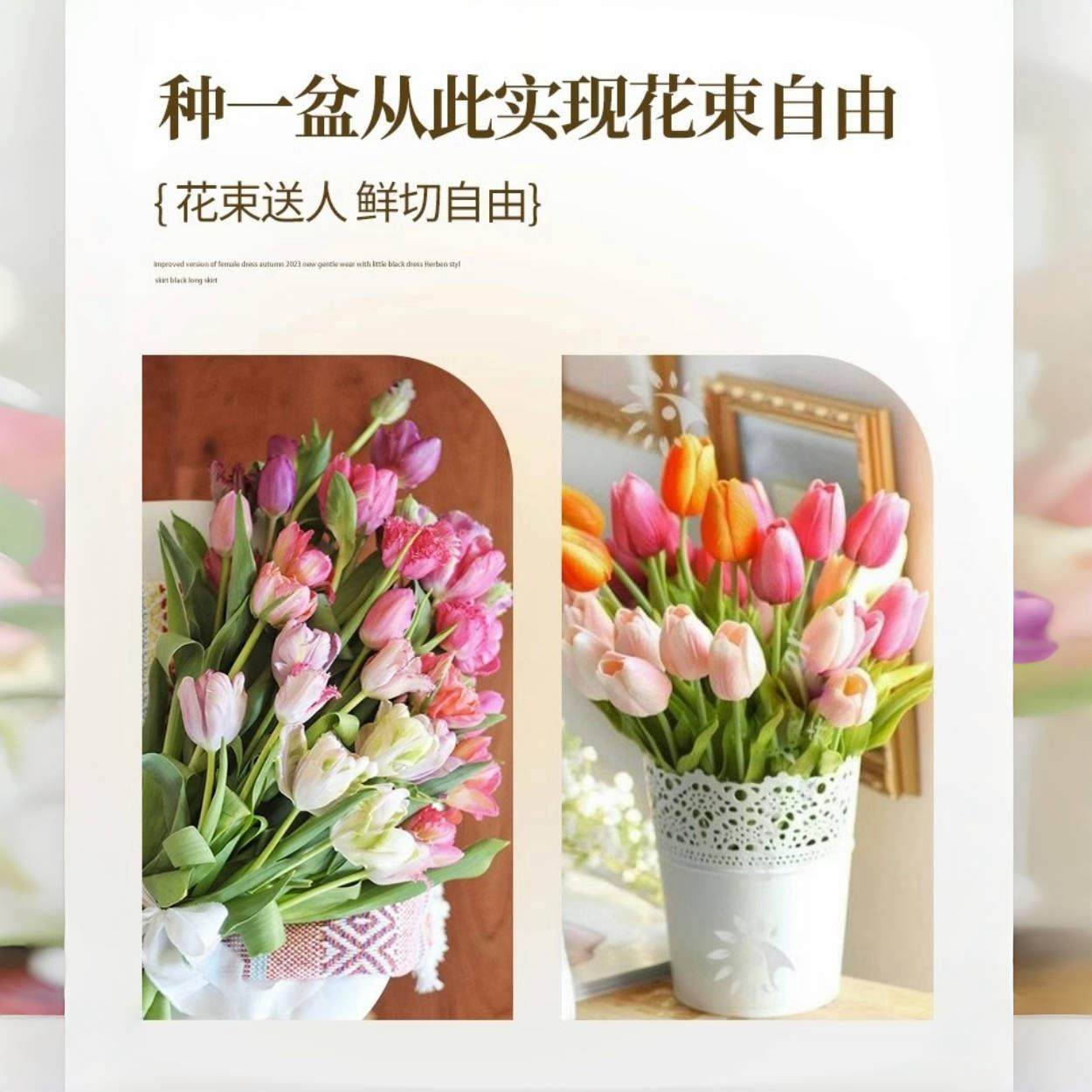 进口郁金香大种球5度球盆栽花卉水培土养耐寒室内外阳台鲜花植物,淘宝优惠券,粉丝福利购,淘宝优惠卷