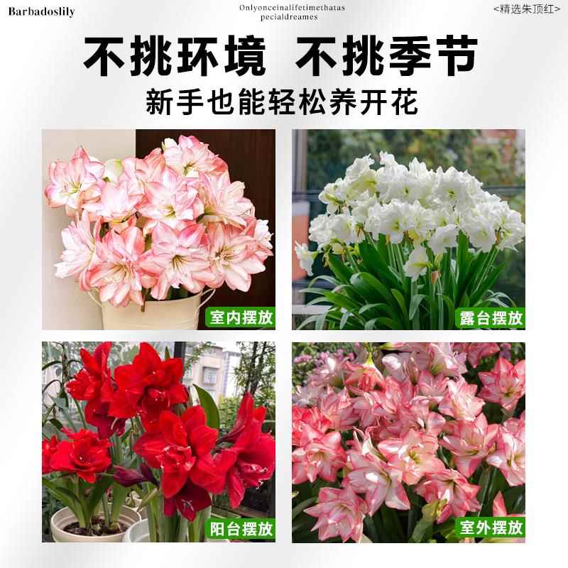 朱顶红进口重瓣种球花卉植物带花苞阿弗雷特大球盆栽四季开花好养 - 图2