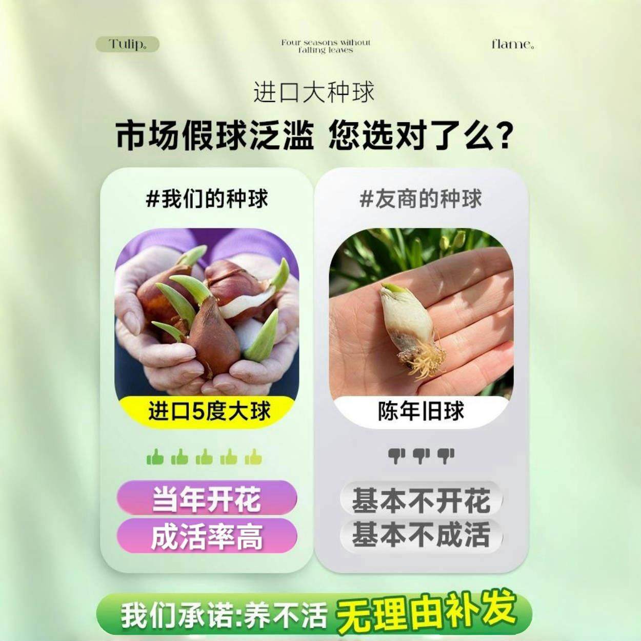 进口郁金香大种球5度球盆栽花卉水培土养耐寒室内外阳台鲜花植物,淘宝优惠券,粉丝福利购,淘宝优惠卷