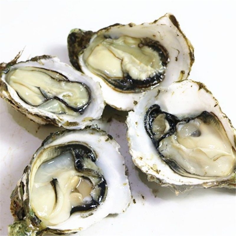 全钢T型开蚝刀包烧烤撬生蚝工具贝壳刀牡蛎刀海鲜贝壳生蠔蚝器刀,淘宝优惠券,粉丝福利购,淘宝优惠卷