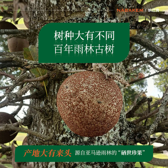 Nabacan 500g Brazil Nut Extra Large Abalone Fruit
