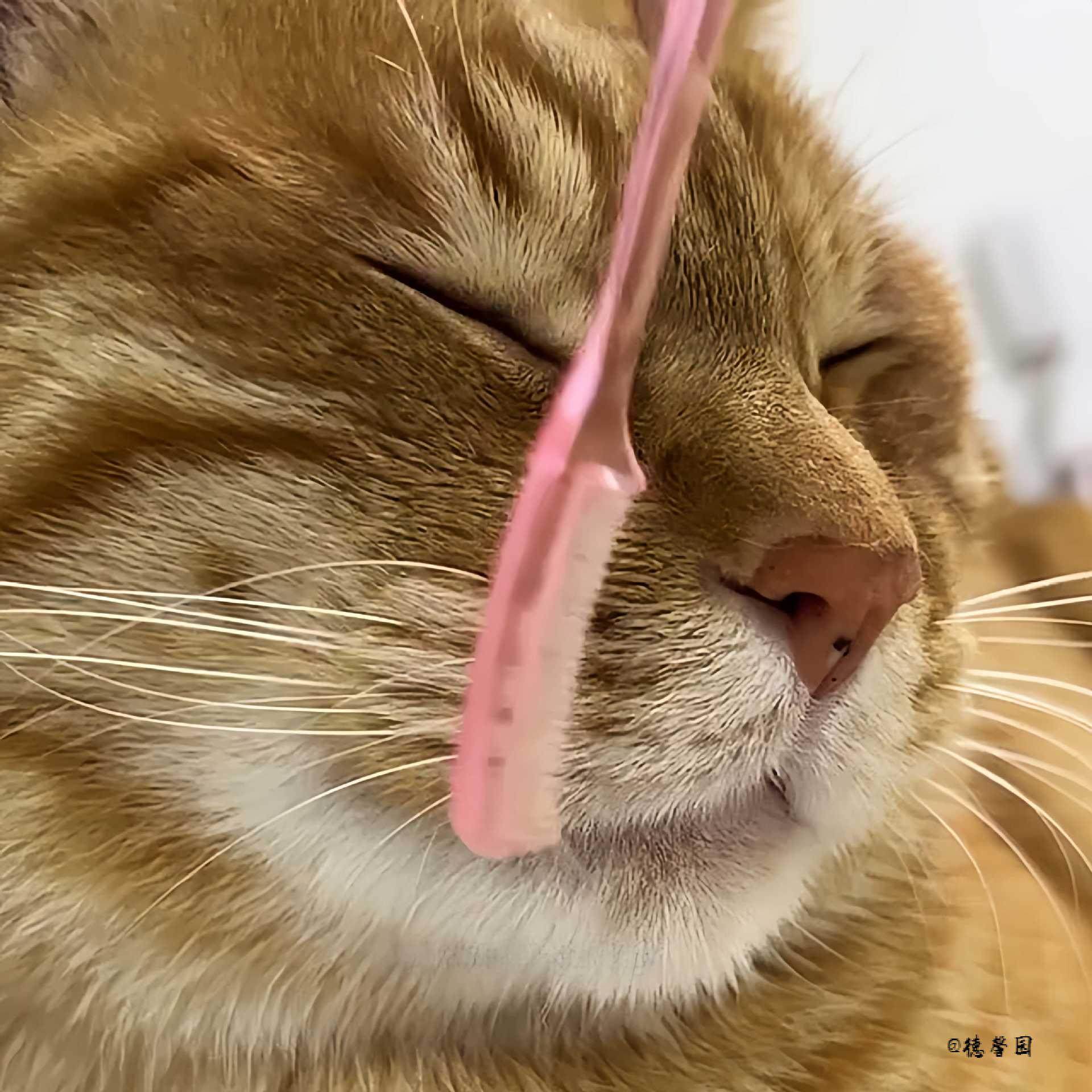 猫鼻梳猫咪神器BJD按摩梳迷你梳子去浮毛撸猫多功能解压梳子,淘宝优惠券,粉丝福利购,淘宝优惠卷