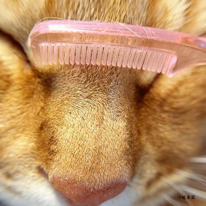 猫鼻梳猫咪神器BJD按摩梳迷你梳子去浮毛撸猫多功能解压梳子,淘宝优惠券,粉丝福利购,淘宝优惠卷