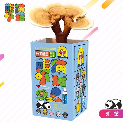 儿童种植小盆栽蘑菇盒子养殖盒学生观察绿植盲盒幼儿园科学材料 - 图2