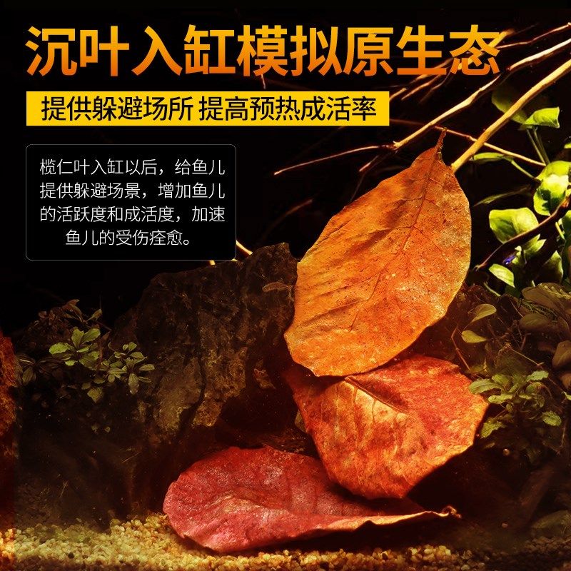 鱼缸榄仁叶养龟龙眼叶水族斗鱼懒人叶降酸调节水质Ph值乌龟橄榄叶,淘宝优惠券,粉丝福利购,淘宝优惠卷