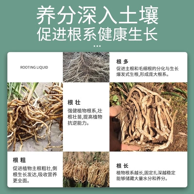生根液植物通用型扦插快速生根营养液强力浓缩生根剂多肉移栽壮苗,淘宝优惠券,粉丝福利购,淘宝优惠卷