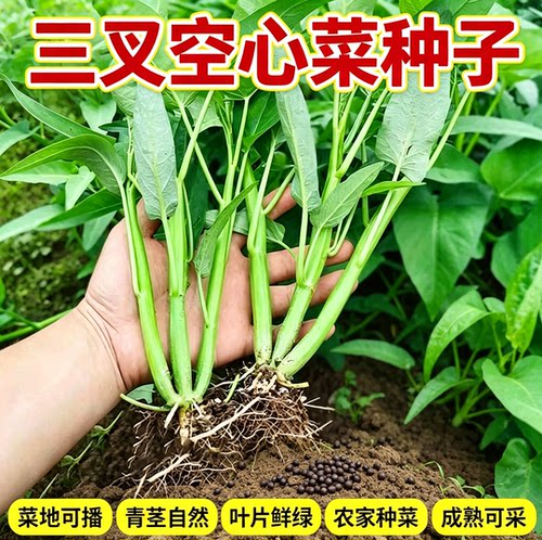 三叉空心菜种籽耐热青菜新鲜当季蔬菜通心菜蕹菜多次采收 - 图1
