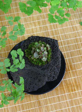 姬虎耳山野草假山附石装饰办公桌日本绿植物迷你盆栽火山吸水盆景