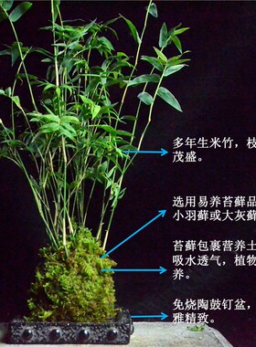 水培观赏米竹观音竹凤尾竹盆栽耐阴植物小型竹子室内苔藓球盆景