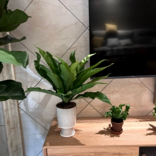 千花阁绿植展叶鸟巢蕨盆栽水培绿植室内北欧好养净化空气观叶绿植 - 图2