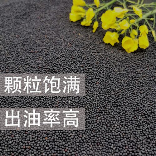 油菜籽种子鸽粮虎皮牡丹鹦鹉芙蓉鸟玉鸟鸟食 冬季养鸟 榨油 - 图1