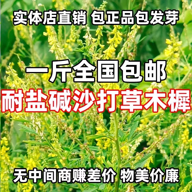 草木犀种子绿肥黄花苜蓿草木樨夏季耐旱耐热护坡蜜源植物四季牧草 - 图0