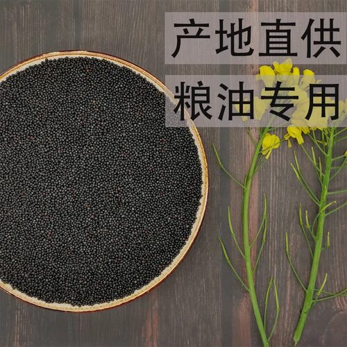 油菜籽种子鸽粮虎皮牡丹鹦鹉芙蓉鸟玉鸟鸟食 冬季养鸟 榨油 - 图0
