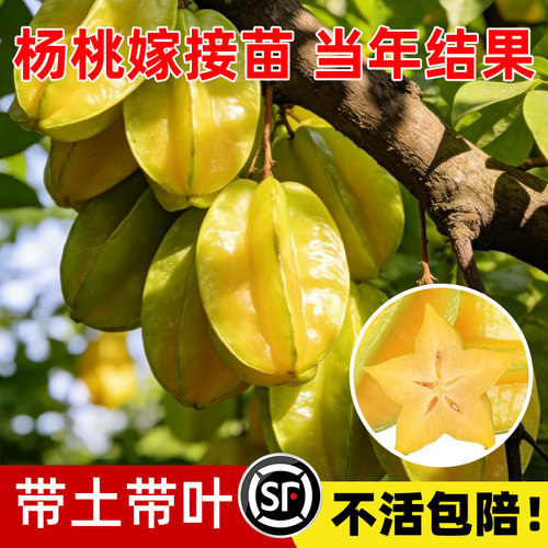 杨桃树果苗四季结果嫁接马来西亚甜杨桃树苗南北方种植可盆栽地栽 - 图0
