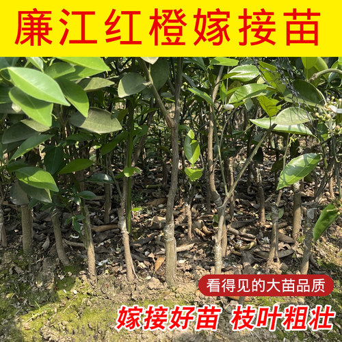 廉江红橙苗橙子树苗嫁接红江橙果苗可南北方种植盆栽地栽庭院种植 - 图1