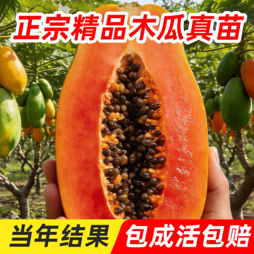 四季木瓜果树果苗冰糖红心水果木瓜特大苗果树庭院南北方种植盆栽 - 图2