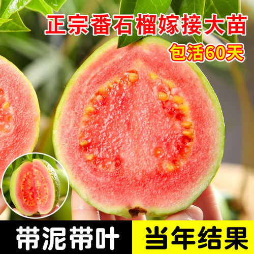 番石榴树果苗红心芭乐树苗南方种植庭院盆栽地栽四季果树当年结果 - 图1