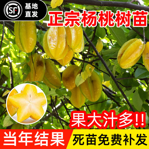 杨桃树果苗四季结果嫁接马来西亚甜杨桃树苗南北方种植可盆栽地栽 - 图2