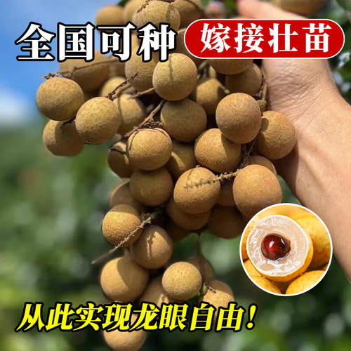 龙眼树苗嫁接盆栽水果树苗储良桂圆石硖南方四季种植特大号地栽苗 - 图3