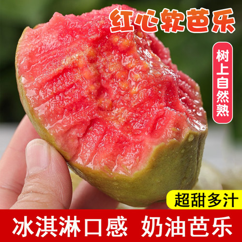 番石榴树果苗红心芭乐树苗南方种植庭院盆栽地栽四季果树当年结果 - 图0
