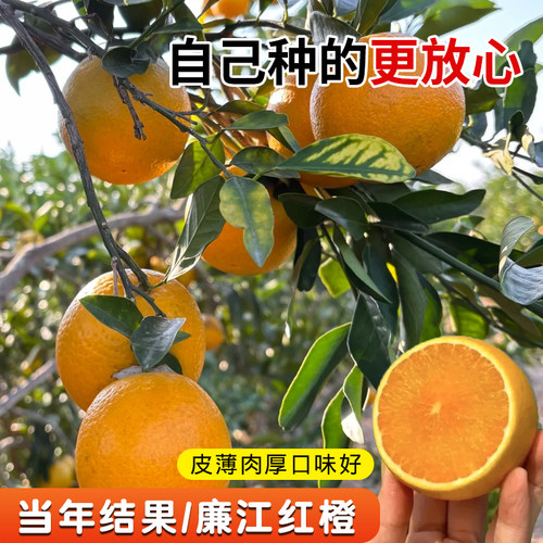 廉江红橙苗橙子树苗嫁接红江橙果苗可南北方种植盆栽地栽庭院种植 - 图2