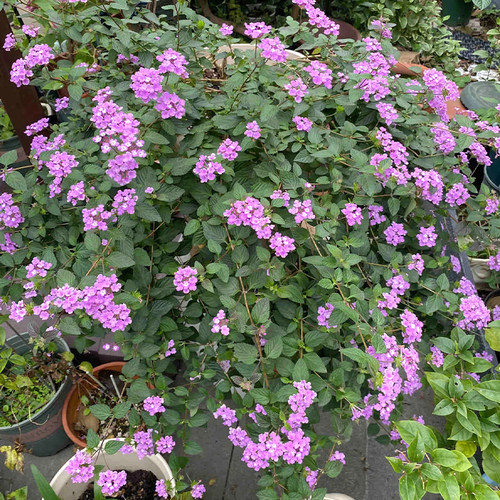马樱丹盆栽浪漫紫色瀑布超长花期好养易活庭院阳台公园五色梅花卉 - 图1