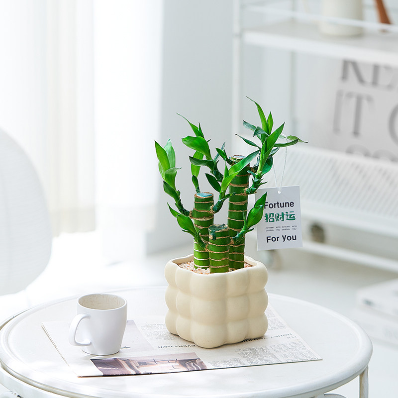 富贵竹桌面转运小盆栽文昌竹四季常青办公室招财绿植好养送礼摆件,淘宝优惠券,粉丝福利购,淘宝优惠卷