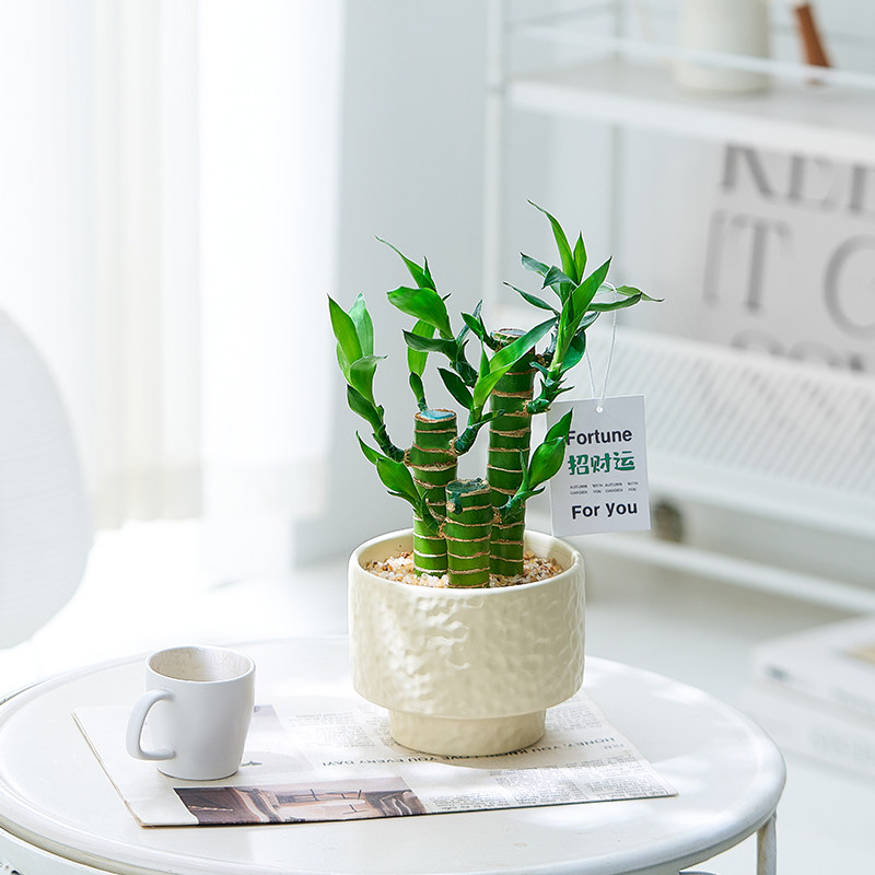 富贵竹桌面转运小盆栽文昌竹四季常青办公室招财绿植好养送礼摆件,淘宝优惠券,粉丝福利购,淘宝优惠卷