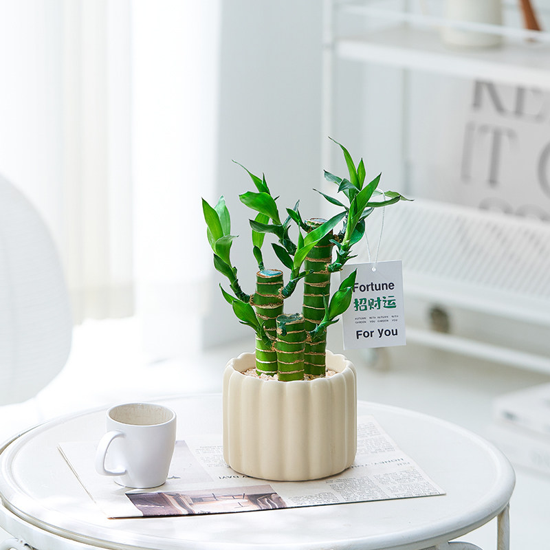 富贵竹桌面转运小盆栽文昌竹四季常青办公室招财绿植好养送礼摆件,淘宝优惠券,粉丝福利购,淘宝优惠卷