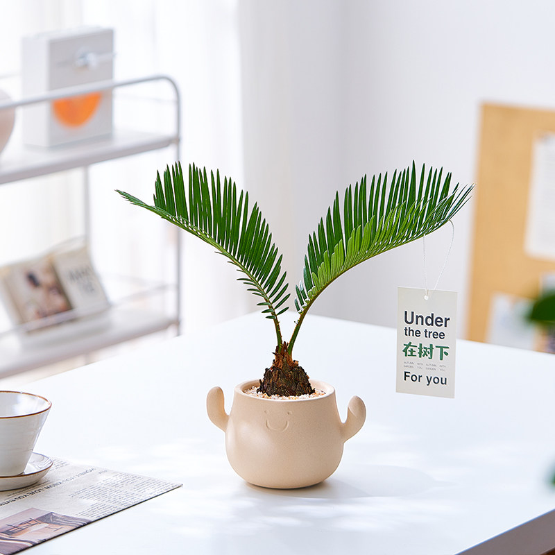 铁树盆栽植物室内好养花卉茶桌禅意绿植桌面迷你创意苏铁小盆景,淘宝优惠券,粉丝福利购,淘宝优惠卷