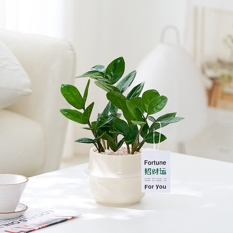 金钱树盆栽桌面植物办公室耐阴好养小盆栽室内四季常青招财盆景,淘宝优惠券,粉丝福利购,淘宝优惠卷