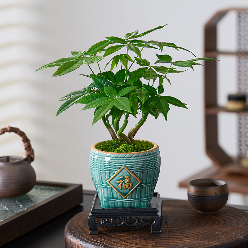 发财树盆栽植物室内绿植客厅禅意招财树盆景办公室内桌面好养四季,淘宝优惠券,粉丝福利购,淘宝优惠卷