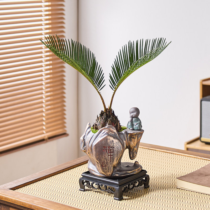 铁树盆栽植物室内好养花卉茶桌禅意绿植桌面迷你创意苏铁中式盆景,淘宝优惠券,粉丝福利购,淘宝优惠卷