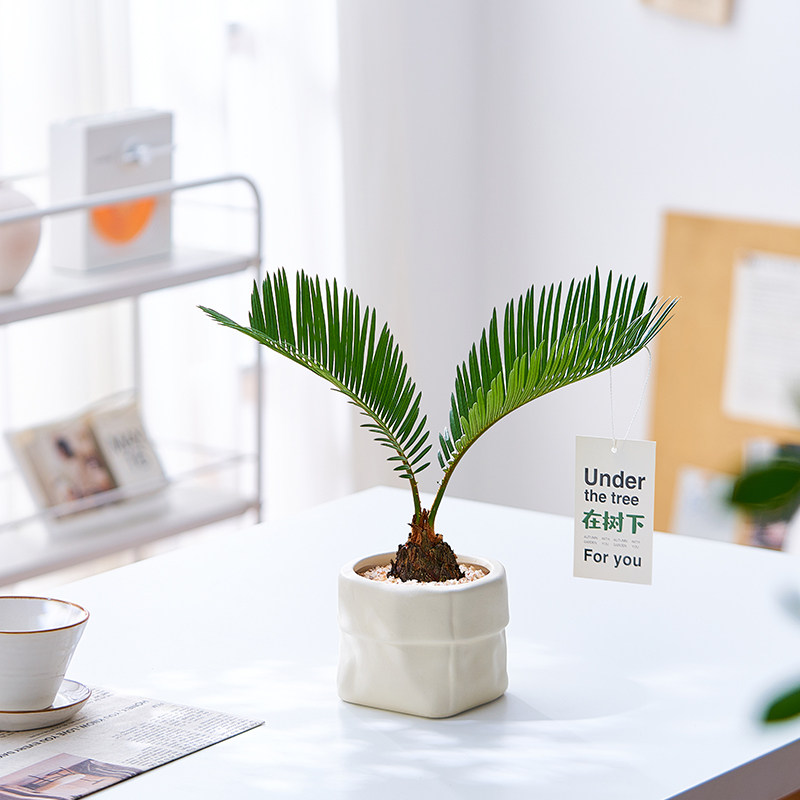 铁树盆栽植物室内好养花卉茶桌禅意绿植桌面迷你创意苏铁小盆景,淘宝优惠券,粉丝福利购,淘宝优惠卷