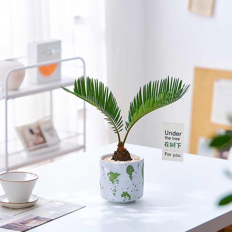 铁树盆栽植物室内好养花卉茶桌禅意绿植桌面迷你创意苏铁小盆景,淘宝优惠券,粉丝福利购,淘宝优惠卷