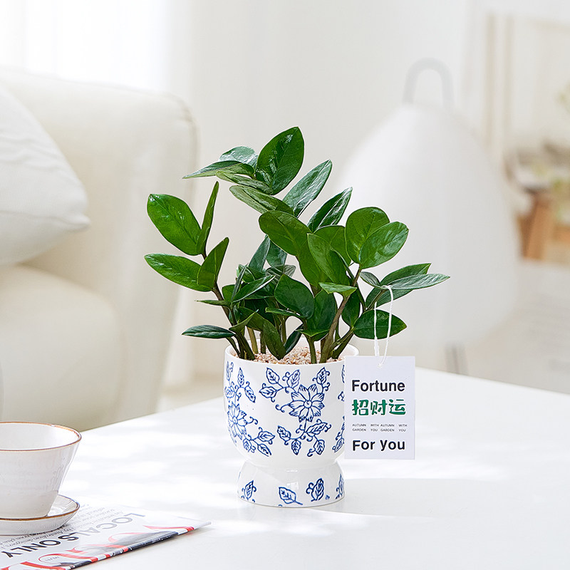 金钱树盆栽桌面植物办公室耐阴好养小盆栽室内四季常青招财盆景,淘宝优惠券,粉丝福利购,淘宝优惠卷