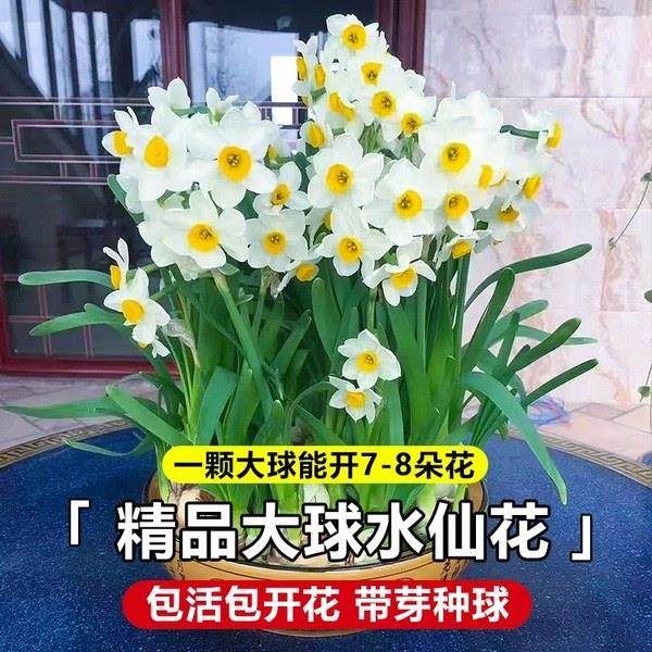 水培植物漳州水仙花种球盆栽室内水养花卉绿植办公室桌面四季好养,淘宝优惠券,粉丝福利购,淘宝优惠卷