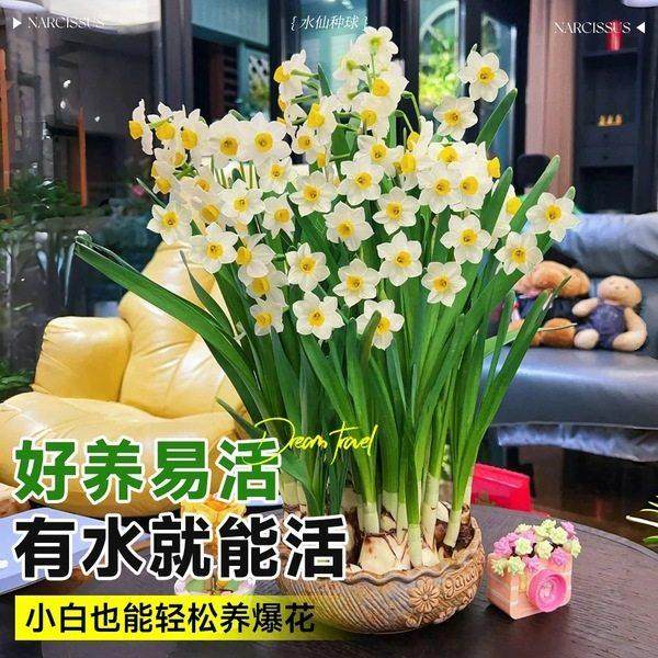 水培植物漳州水仙花种球盆栽室内水养花卉绿植办公室桌面四季好养,淘宝优惠券,粉丝福利购,淘宝优惠卷