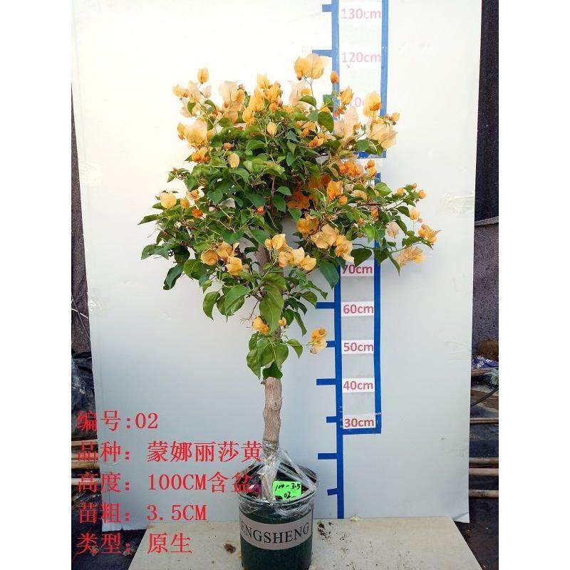 三角梅大苗老桩藤植物盆栽带花盆鲜花客厅庭院四季开花新款包邮,淘宝优惠券,粉丝福利购,淘宝优惠卷