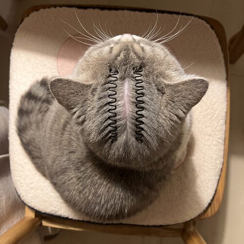 猫咪驱虫分毛夹狗狗通用固定毛发夹子宠物发夹猫狗通用头饰毛夹子 - 图2