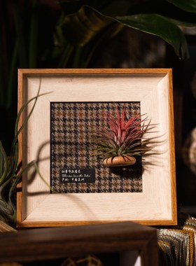 生野造物牵挂梨空气凤梨相框装A饰办公桌面绿植摆件软装挂画礼物