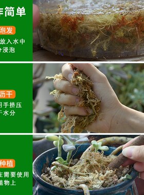 优质水苔无菌干水苔蝴蝶兰花专用营养土苔藓石斛食虫植物乌龟爬宠