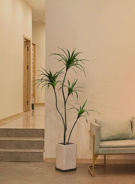 仿真龙血树装饰侘寂风铁树家居室内客厅大型绿植落地