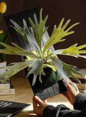 彷真鹿角a蕨壁挂装饰 实木底座鹿角蕨盆栽 简约现代家居摆件