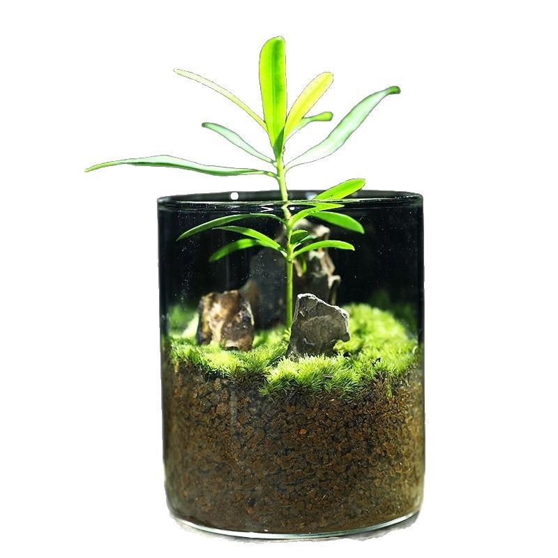 微景观生态瓶生命之树懒人苔藓罗汉松宿舍迷你小盆栽真植物办公 - 图3