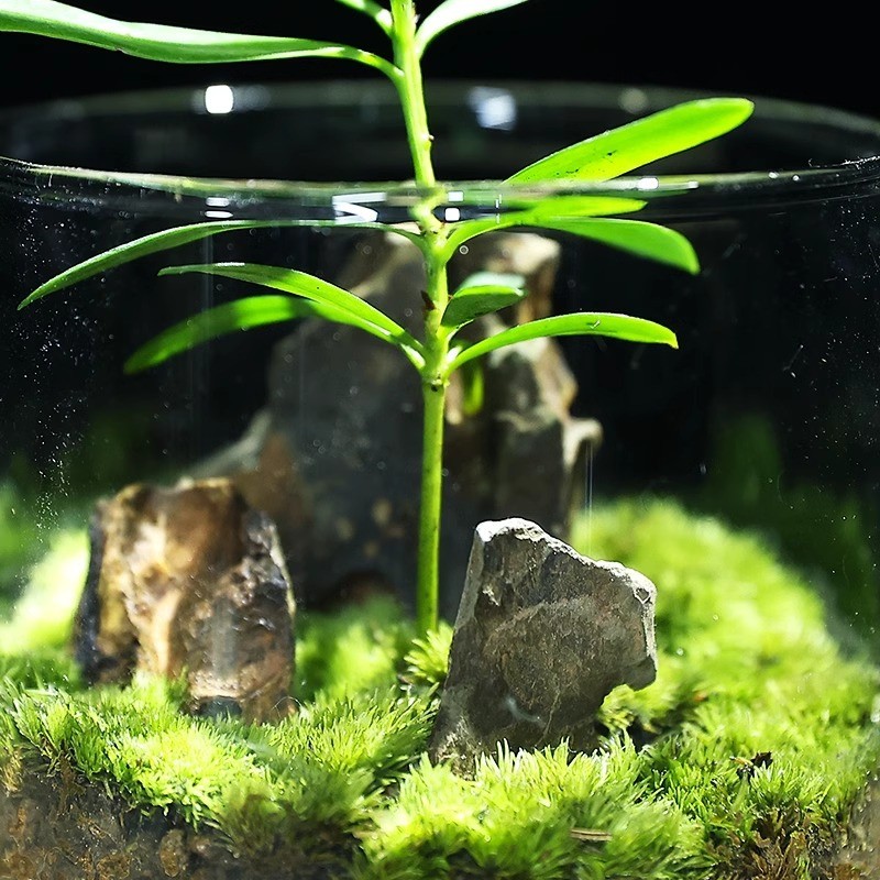 微景观生态瓶生命之树懒人苔藓罗汉松宿舍迷你小盆栽真植物办公 - 图1