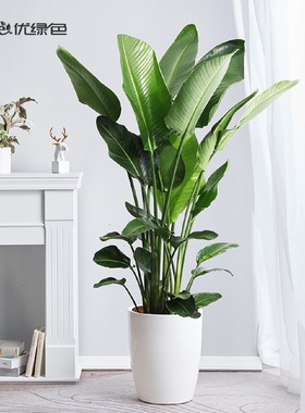 ulvse优绿色天堂鸟鹤望兰大型盆栽绿植办公室客厅花卉室内大植物