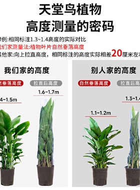 天堂鸟盆栽室内客厅大型绿植办公室大叶植物花卉鹤望兰新房去甲醛